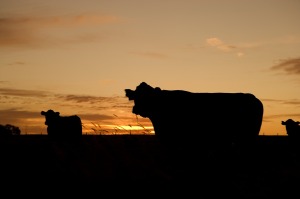 cattle-640985_1280